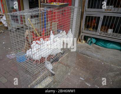 MISHAN, CHINA - 27. JULI 2019: Tauben im Käfig zum Verkauf auf dem Markt. Stockfoto