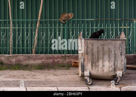 Zwei Stray Cats und ein zerbrochener Kübelkieher vor einem grünen Metallzaun und einer grünen Metallwand Stockfoto