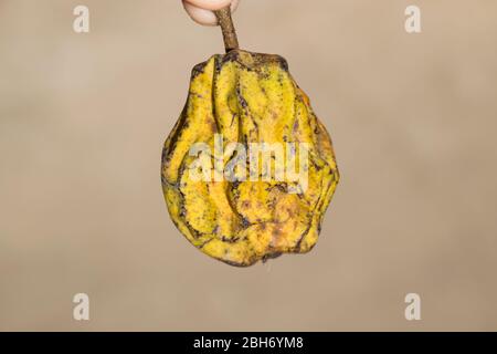 Getrocknete Birnenfrüchte. Getrocknete Birnen getrocknete Früchte aus dem Garten. Stockfoto