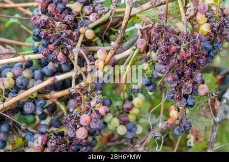 Trauben auf der Rebe. Die Trauben an der Rebe trocknen aus und verschlechtern sich. Stockfoto