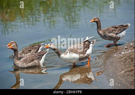 Kleine Herde von Heulen Graugänse Wasservögel anser anser paddeln im Wasser des Sees Stockfoto