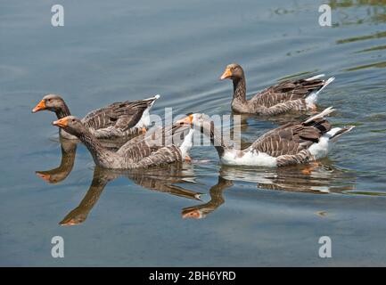 Kleine Herde von Heulen Graugänse Wasservögel anser anser paddeln im Wasser des Sees Stockfoto