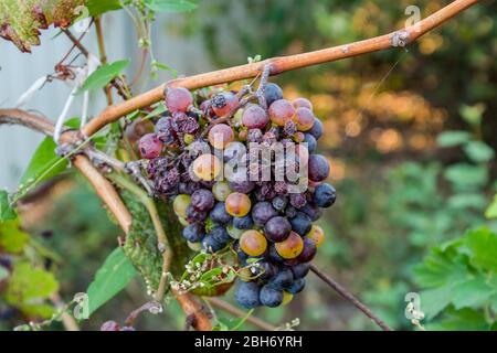 Trauben auf der Rebe. Die Trauben an der Rebe trocknen aus und verschlechtern sich. Stockfoto