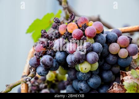 Trauben auf der Rebe. Die Trauben an der Rebe trocknen aus und verschlechtern sich. Stockfoto