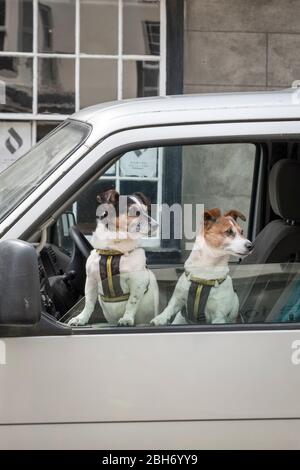 Zwei Jack Russell Terrier schauen aus einem Autofenster, während sie ängstlich auf ihre Besitzer warten, um zurückzukehren, Großbritannien Stockfoto