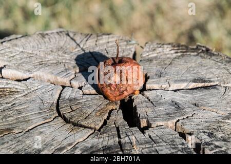 Fauler Apfel auf einem Stumpf. Besiegt Äpfel. Verdorbenes Erntegut. Stockfoto