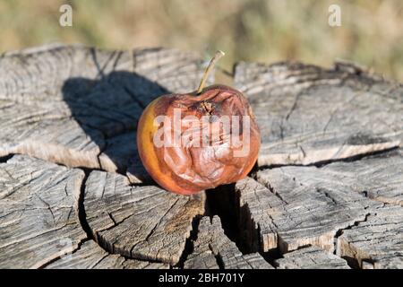 Fauler Apfel auf einem Stumpf. Besiegt Äpfel. Verdorbenes Erntegut. Stockfoto