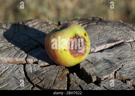 Fauler Apfel auf einem Stumpf. Besiegt Äpfel. Verdorbenes Erntegut. Stockfoto