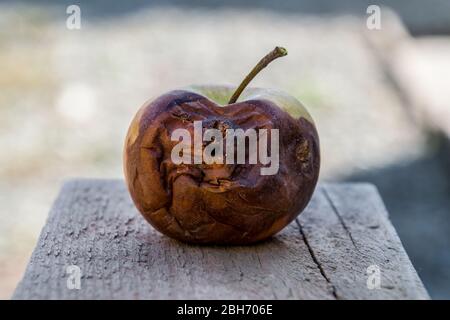 Fauler Apfel auf der Bank. Besiegt Äpfel. Verdorbenes Erntegut. Stockfoto