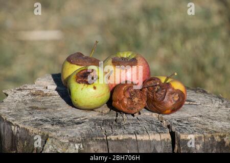 Fauler Apfel auf einem Stumpf. Besiegt Äpfel. Verdorbenes Erntegut. Stockfoto