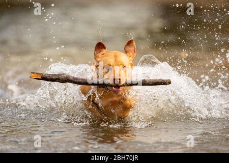 Cardiff, Wales, Großbritannien. April 2020. Ein Hund holt einen Stock von einem Cardiff Fluss während eines frühen Morgenspaziergangs, während schönes Wetter in weiten Teilen des Vereinigten Königreichs anhält. Quelle: Mark Hawkins/Alamy Live News Stockfoto