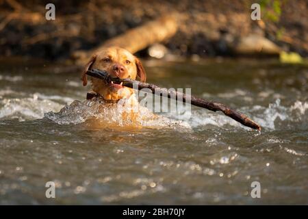 Cardiff, Wales, Großbritannien. April 2020. Ein Hund holt einen Stock von einem Cardiff Fluss während eines frühen Morgenspaziergangs, während schönes Wetter in weiten Teilen des Vereinigten Königreichs anhält. Quelle: Mark Hawkins/Alamy Live News Stockfoto