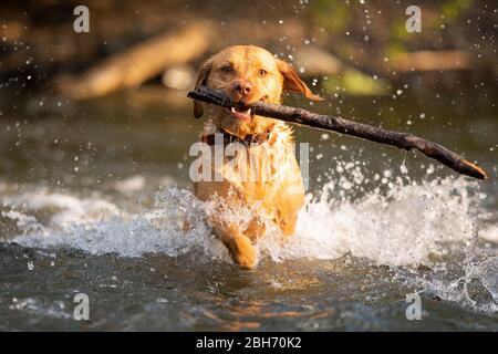 Cardiff, Wales, Großbritannien. April 2020. Ein Hund holt einen Stock von einem Cardiff Fluss während eines frühen Morgenspaziergangs, während schönes Wetter in weiten Teilen des Vereinigten Königreichs anhält. Quelle: Mark Hawkins/Alamy Live News Stockfoto