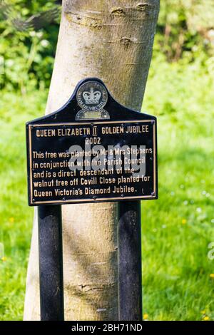 Walnussbaum in Anerkennung von Königin Elizabeth II Golden Jubilee 2002, Great Gonerby, Grantham, Lincolnshire, England gepflanzt. Der Baum ist ein direkter des Stockfoto