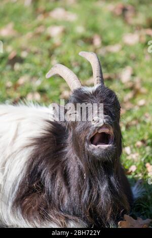 Nahaufnahme eines britischen Ziegentieres (Capra aegagrus) mit Hörnern, isoliert auf dem Feld sitzend, Augen geschlossen, Mund offen rufend, als ob er lachte. Stockfoto