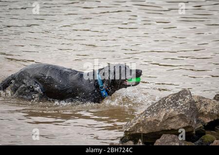 Nahaufnahme von isolierten schwarzen Hund schwimmen im Wasser, um Hundespielzeug, Großbritannien abzurufen. Stockfoto