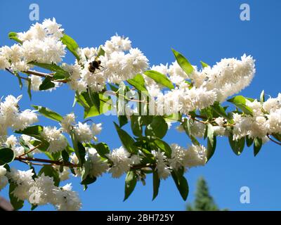 Jasminzweig in voller Blüte. Stockfoto