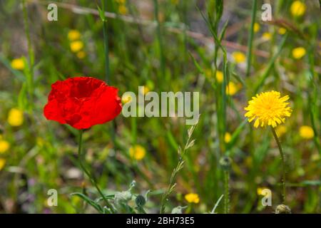 Wilde Blumen Stockfoto