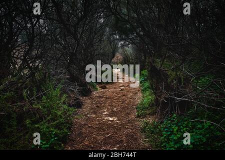 Ein unbefestigender Pfad führt durch einen dunklen und beängstigenden Wald Stockfoto