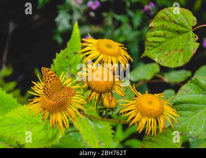 Schmetterling auf Blume sammelt Nektar Sommertag Stockfoto