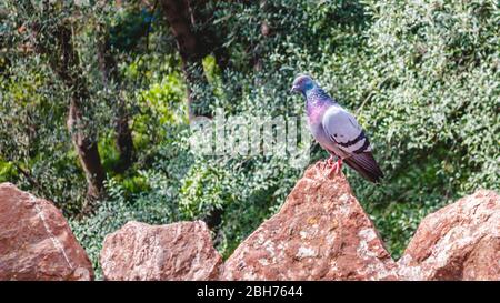 Eine Taube, die auf einem Felsen am Boden ruht Stockfoto