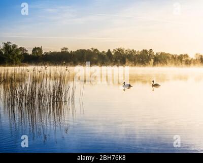 Ein nebliger Sonnenaufgang über dem Coate Water in Swindon. Stockfoto