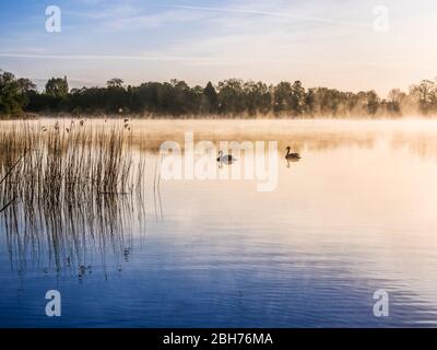 Ein nebliger Sonnenaufgang über dem Coate Water in Swindon. Stockfoto