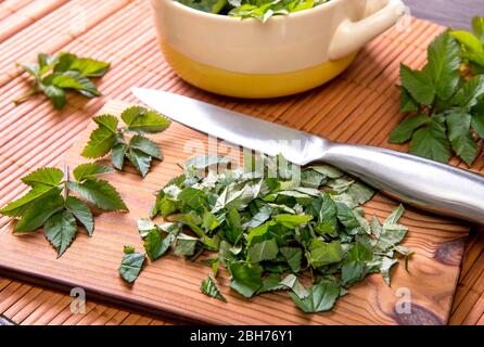 Frische junge Grasblätter für die Nahrung im Frühjahr verwenden. Aegopodium podagraria gemeinhin als Boden Holunder, Kraut gerard, Bischof Unkraut, Gicht Würze. Stockfoto