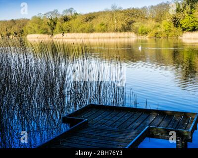Angelpontons im Coate Water in Swindon. Stockfoto