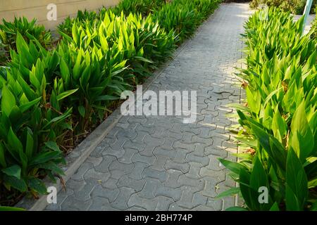 Blick auf den Landschaftsgarten mit Pflanzen und Steinen. Hinterhof des Wohnhauses. Steinerne Fußgängerwege, die in die Ferne gehen Stockfoto