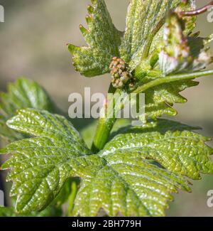 Junge Blütenstand der Trauben am Weinstock. Rebsorten mit jungen Blättern und Knospen Blühen auf einer Weinrebe im Weinberg. Frühjahr Knospen sprießen Stockfoto