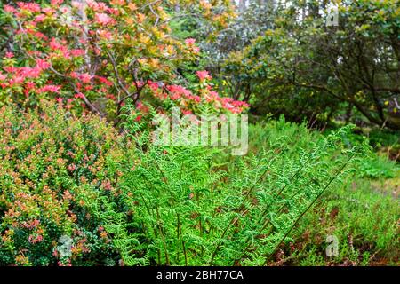 Farnblätter in einem bunten Wald Stockfoto