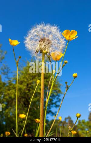 Löwenzahn gegen den blauen Himmel Stockfoto