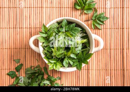 Frische junge Grasblätter für die Nahrung im Frühjahr verwenden. Aegopodium podagraria gemeinhin als Boden Holunder, Kraut gerard, Bischof Unkraut, Gicht Würze. Stockfoto