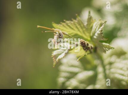 Junge Blütenstand der Trauben am Weinstock. Rebsorten mit jungen Blättern und Knospen Blühen auf einer Weinrebe im Weinberg. Frühjahr Knospen sprießen Stockfoto