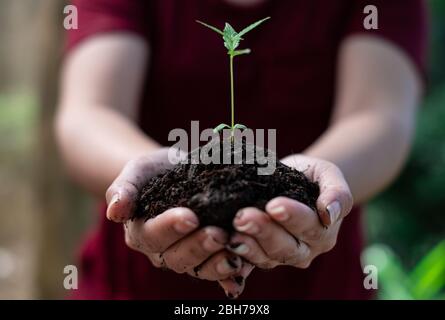 In den Händen von Cannabis wachsenden Sämling, weibliche Hand, die Marihuana Sämlinge, die natur feld gras Waldschutz Konzept Stockfoto