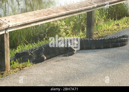Alligatoren und Krokodile in den Everglades Stockfoto