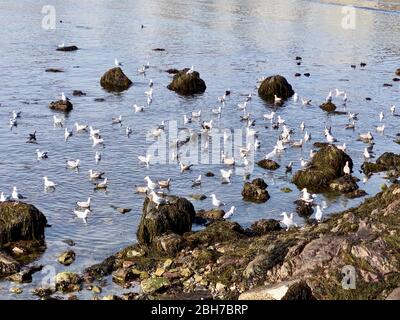 Verschiedene Vögel flockern zusammen Stockfoto