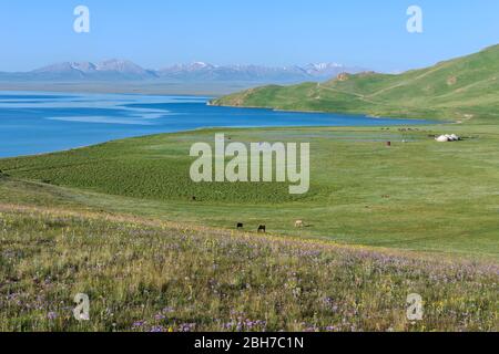 Song Kol See, Provinz Naryn, Kirgisistan, Zentralasien Stockfoto