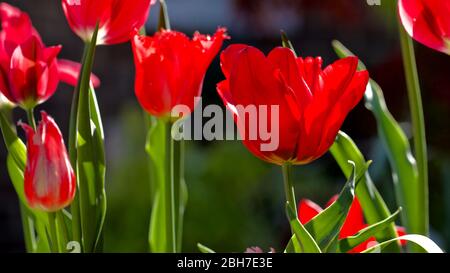 Tulipa 'Seadov' Triumph Tulpenzwiebeln Stockfoto