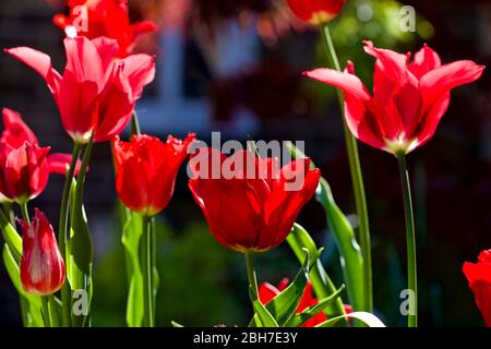 Eine schöne Darstellung von gemischten Tulpen Stockfoto