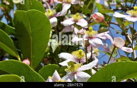 Clematis montana ‘Pink Perfection’ Stockfoto