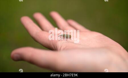 Liebenswert kleinen Hornkäfer schlendern auf einer Hand. Dunkelgrüne coleopteran Insekt . Stockfoto