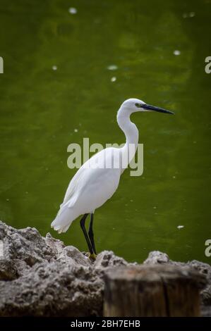 Kleine Reiher am Wasser stehend, auf der Suche nach Nahrung - Egretta garzetta Stockfoto