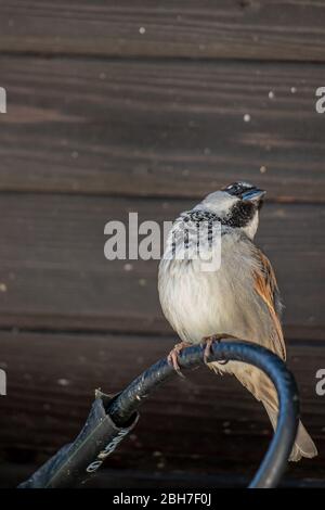 Der Spatz sitzt auf einem elektrischen Kabel Stockfoto