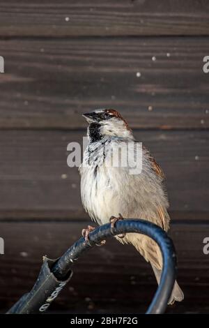 Männlicher Haussperling sitzt auf einem elektrischen Kabel Stockfoto