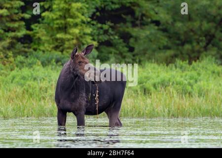 Elche (Alces alces) grasen in den Sümpfen des Opeongo Sees im Algonquin Park, Kanada Stockfoto