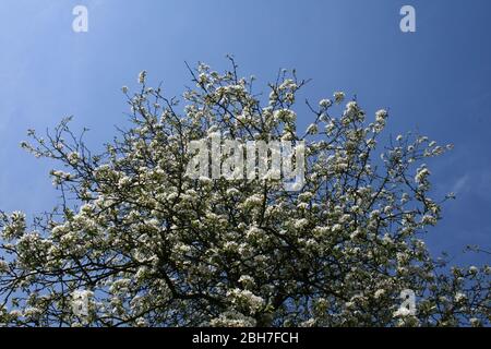 Die ersten Knospen von Blumen in einem schönen sonnigen Sonnenschein Stockfoto