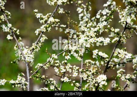 Kirschpflaumenzweige, die im Garten im Frühling blühen, Hintergrund, Hintergrund Stockfoto
