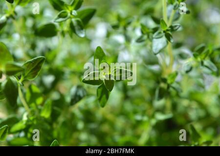 Kulinarischer Thymian, Thymus vulgaris, Makro mit selektivem Fokus Stockfoto